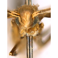 /filer/webapps/moths_gc/media/images/C/crotonella_Diphtheroptila_PT7_head1_ANIC.jpg