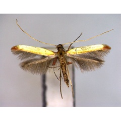 /filer/webapps/moths_gc/media/images/H/heliciae_Caloptilia_A_EIHU.jpg