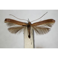 /filer/webapps/moths_gc/media/images/R/rufipennella_Caloptilia_A_ZSM.jpg