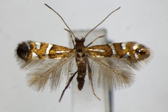 Phyllonorycter nigrescentella
