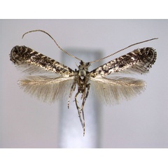 /filer/webapps/moths_gc/media/images/A/alni_Parornix_A_EIHU.jpg