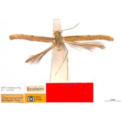 /filer/webapps/moths_gc/media/images/E/euglypta_Caloptilia_HT_ANIC.jpg