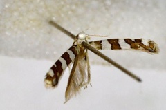 Telamoptilia cathedraea