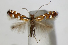 Phyllonorycter sublautella