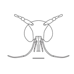 /filer/webapps/moths_gc/media/images/A/ambrosiavora_Atacamaptilia_head_Espinoza-Donoso-etal_2022_407.jpg