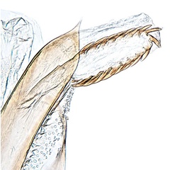 /filer/webapps/moths_gc/media/images/C/coriarella_Caloptilia_PT_GM_apex-of-aedeagus_Falck_2025_702_4.jpg