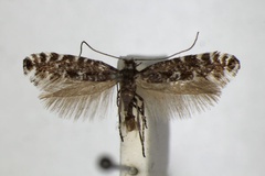 Parornix polygrammella
