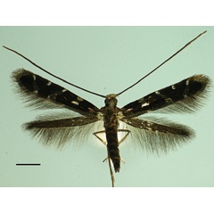 /filer/webapps/moths_gc/media/images/K/kolea_Philodoria_PT_BPBM.jpg