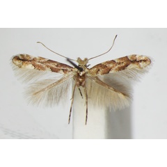 /filer/webapps/moths_gc/media/images/S/sagitella_Phyllonorycter_A_ZSM.jpg