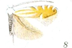 Phyllonorycter lucidicostella