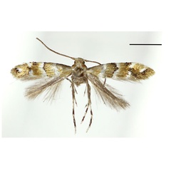 /filer/webapps/moths_gc/media/images/L/lonicerae_Phyllonorycter_A_Kim-etal_2024_400.jpg