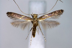 Caloptilia teucra