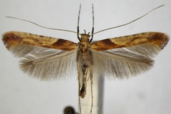 Caloptilia hemidactylella