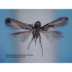 /filer/webapps/moths_gc/media/images/Y/yaeyamensis_Cryphiomystis_HT_EIHU.jpg