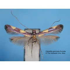 /filer/webapps/moths_gc/media/images/G/geminata_Caloptilia_HT_EIHU.jpg