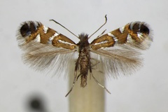 Phyllonorycter nigrescentella