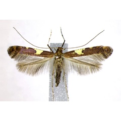 /filer/webapps/moths_gc/media/images/U/umbratella_Caloptilia_AF_Landry.jpg