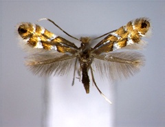 /filer/webapps/moths_gc/media/images/S/strigulatella_Phyllonorycter_A_EIHU_2.jpg