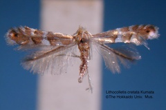 Phyllonorycter cretata