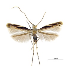 /filer/webapps/moths_gc/media/images/K/kuranda_Liocrobyla_HT_ANIC.jpg