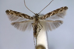 Neurobathra bohartiella