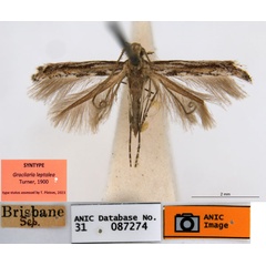 /filer/webapps/moths_gc/media/images/L/leptalea_Acrocercops_ST1_ANIC.jpg