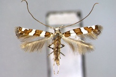 Telamoptilia prosacta