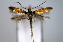 Hyloconis desmodii