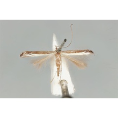 /filer/webapps/moths_gc/media/images/A/australis_Ornica_LT_ANIC31-087228_dorsal.jpg
