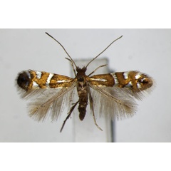 /filer/webapps/moths_gc/media/images/N/nigrescentella_Phyllonorycter_A_ZSM.jpg