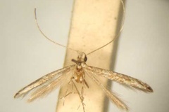 Polydema vansoni