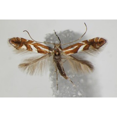 /filer/webapps/moths_gc/media/images/M/mespilella_Phyllonorycter_A_ZSM_7.jpg