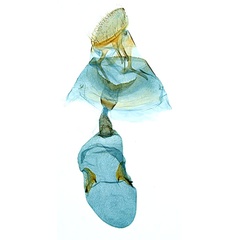 /filer/webapps/moths_gc/media/images/G/gunniella_Neurostrota_A165_GF_ANIC.jpg