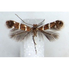 /filer/webapps/moths_gc/media/images/I/ipomoellus_Phyllonorycter_HT_RMCA.jpg