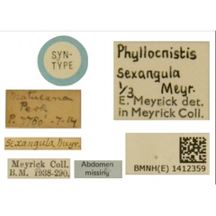 /filer/webapps/moths_gc/media/images/S/sexangula_Phyllocnistis_LT_BMNH_Labels.jpg