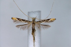 Conopomorpha litchiella