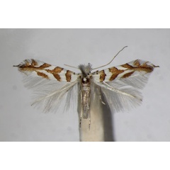 /filer/webapps/moths_gc/media/images/K/kuhlweiniella_saportella_Phyllonorycter_A_ZSM.jpg