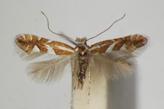 Phyllonorycter oxyacanthae
