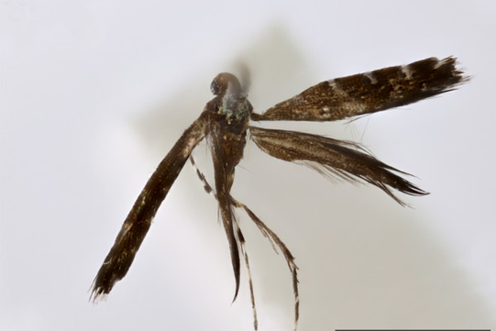 /filer/webapps/moths_gc/media/images/C/chrysometra_Acrocercops_HT_1404506_BMNH.jpg