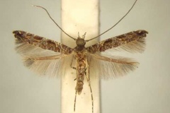 Conopomorphina ochnivora