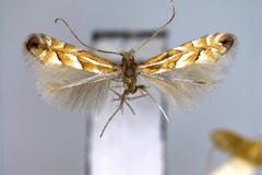 Phyllonorycter cretata