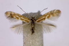Phyllonorycter staintoniella