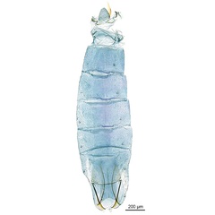 /filer/webapps/moths_gc/media/images/H/holoteles_Cuphodes_PT_abdomen_ANIC.jpg