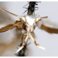 /filer/webapps/moths_gc/media/images/L/leucomochla_Acrocercops_HT_head_ANIC.jpg
