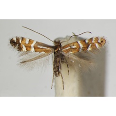 /filer/webapps/moths_gc/media/images/I/insignitella_Phyllonorycter_A_ZSM_3.jpg