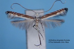Artifodina strigulata