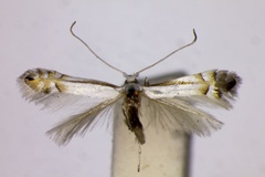 Phyllonorycter longestriata