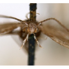 /filer/webapps/moths_gc/media/images/A/acares_Aristaea_ST3_head_ANIC.jpg