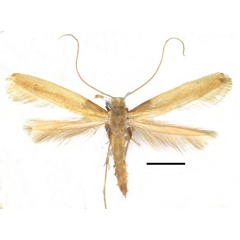 /filer/webapps/moths_gc/media/images/A/augeas_Caloptilia_PT_RMNH.INS.1557477_Guiguet_2026_118.jpg