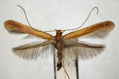 Caloptilia alni